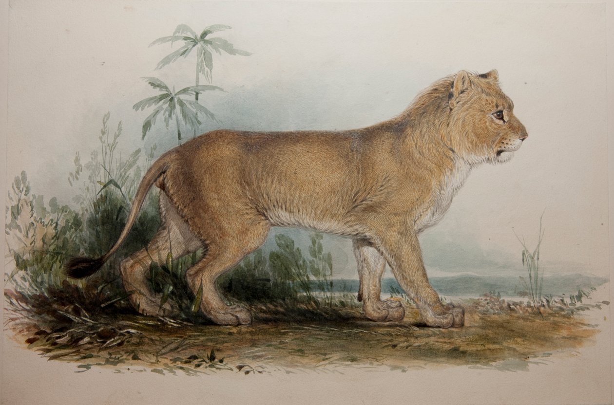 Guzerat sörénytelen oroszlánja, 1835 alkotó: Edward Lear