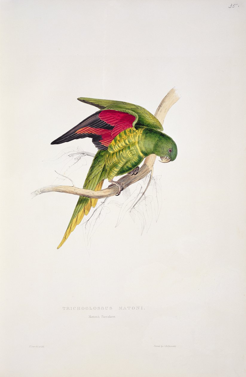 Maton papagáj alkotó: Edward Lear