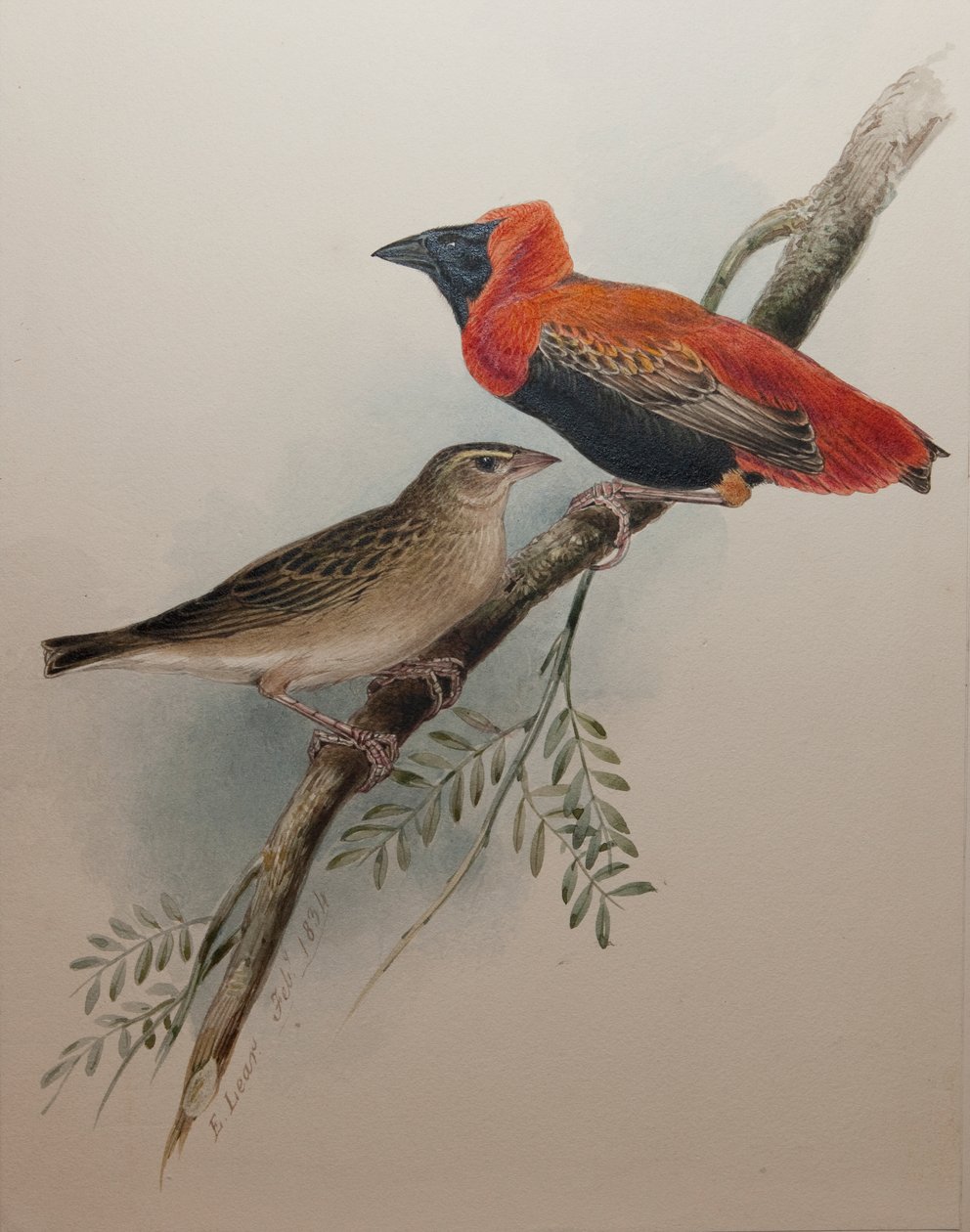északi vörös püspök, 1834 alkotó: Edward Lear