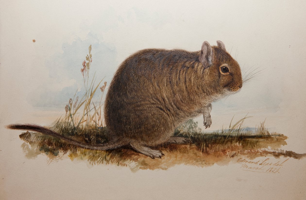 Octodon cumingii, 1836 alkotó: Edward Lear