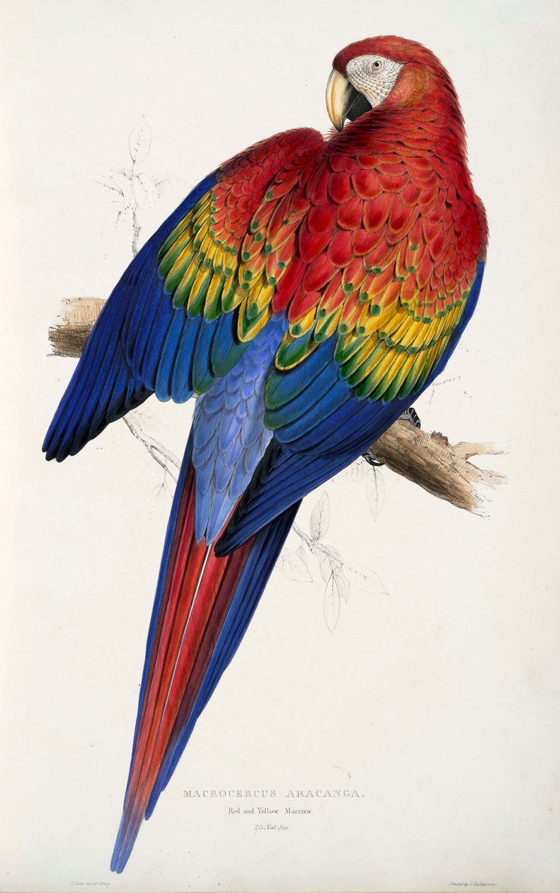 Papagai alkotó: Edward Lear