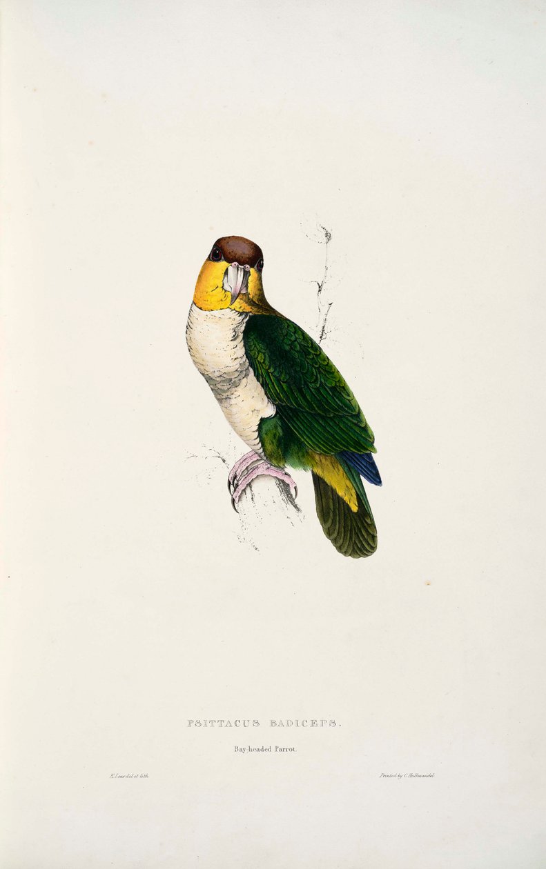 Pionites leucogaster alkotó: Edward Lear