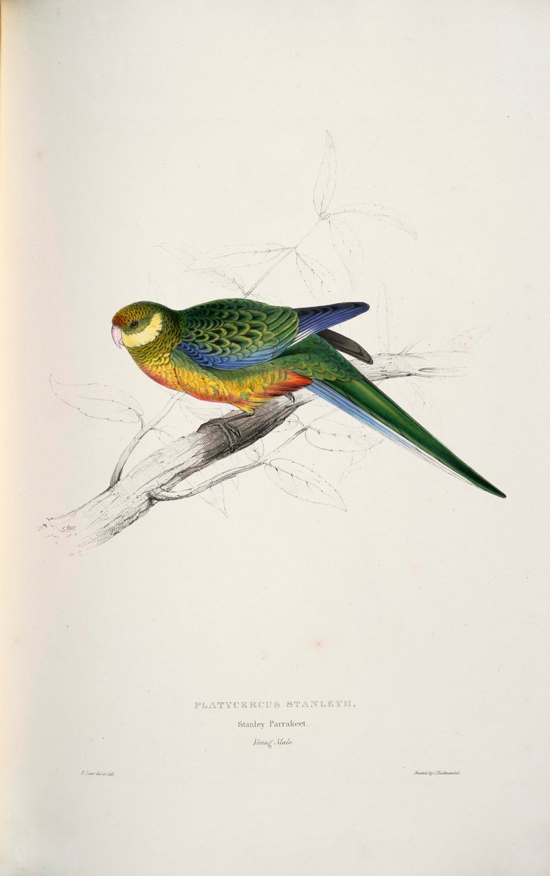 Platycercus icterotis alkotó: Edward Lear