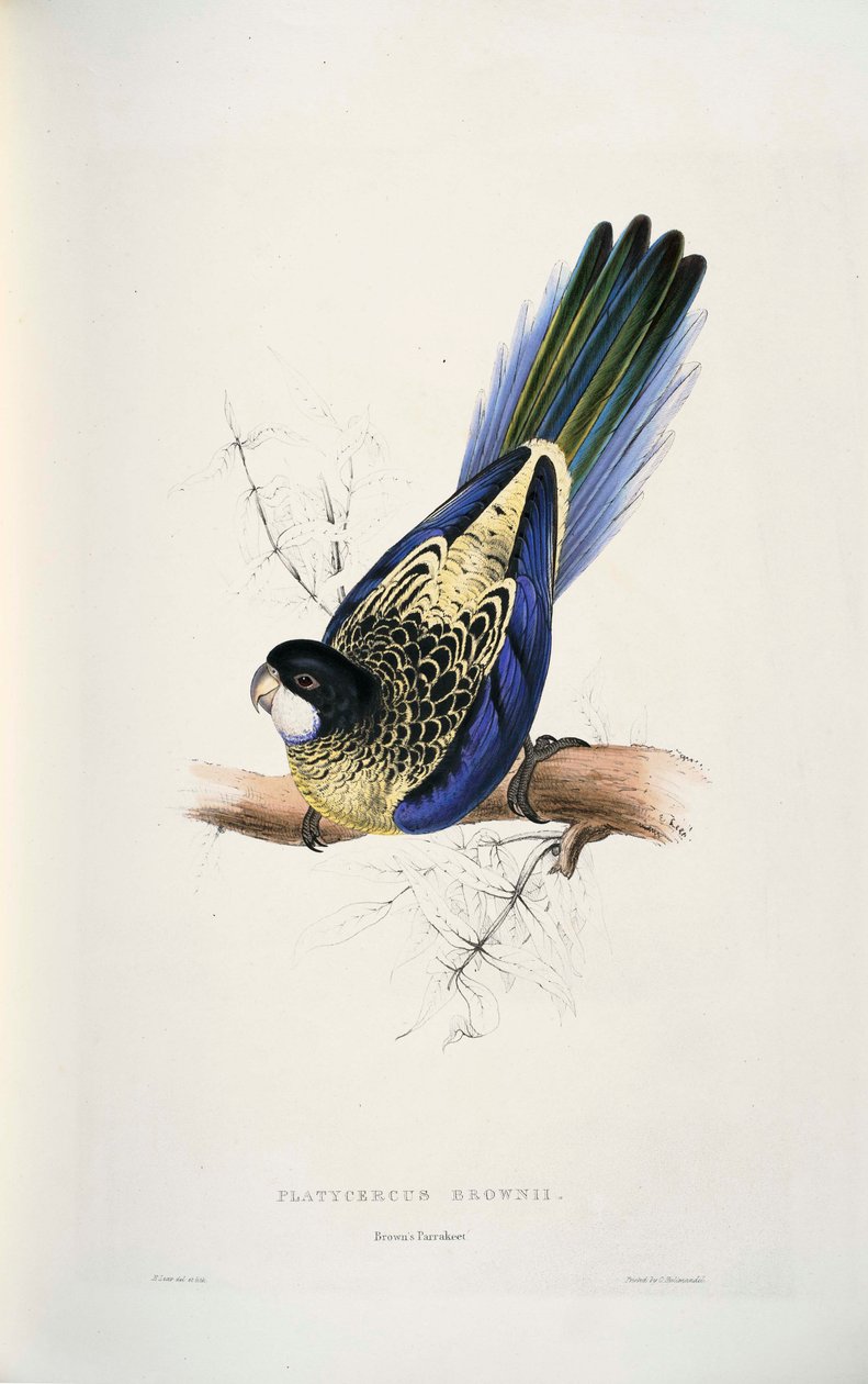 Platycercus venustus alkotó: Edward Lear