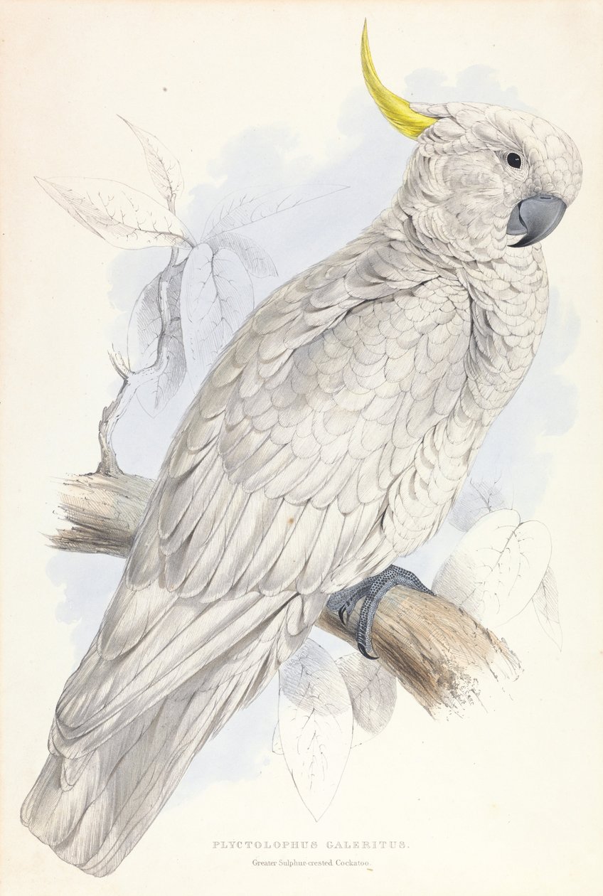 Plyctolophus Galeritus. Nagykénes tarajos kakadu. alkotó: Edward Lear