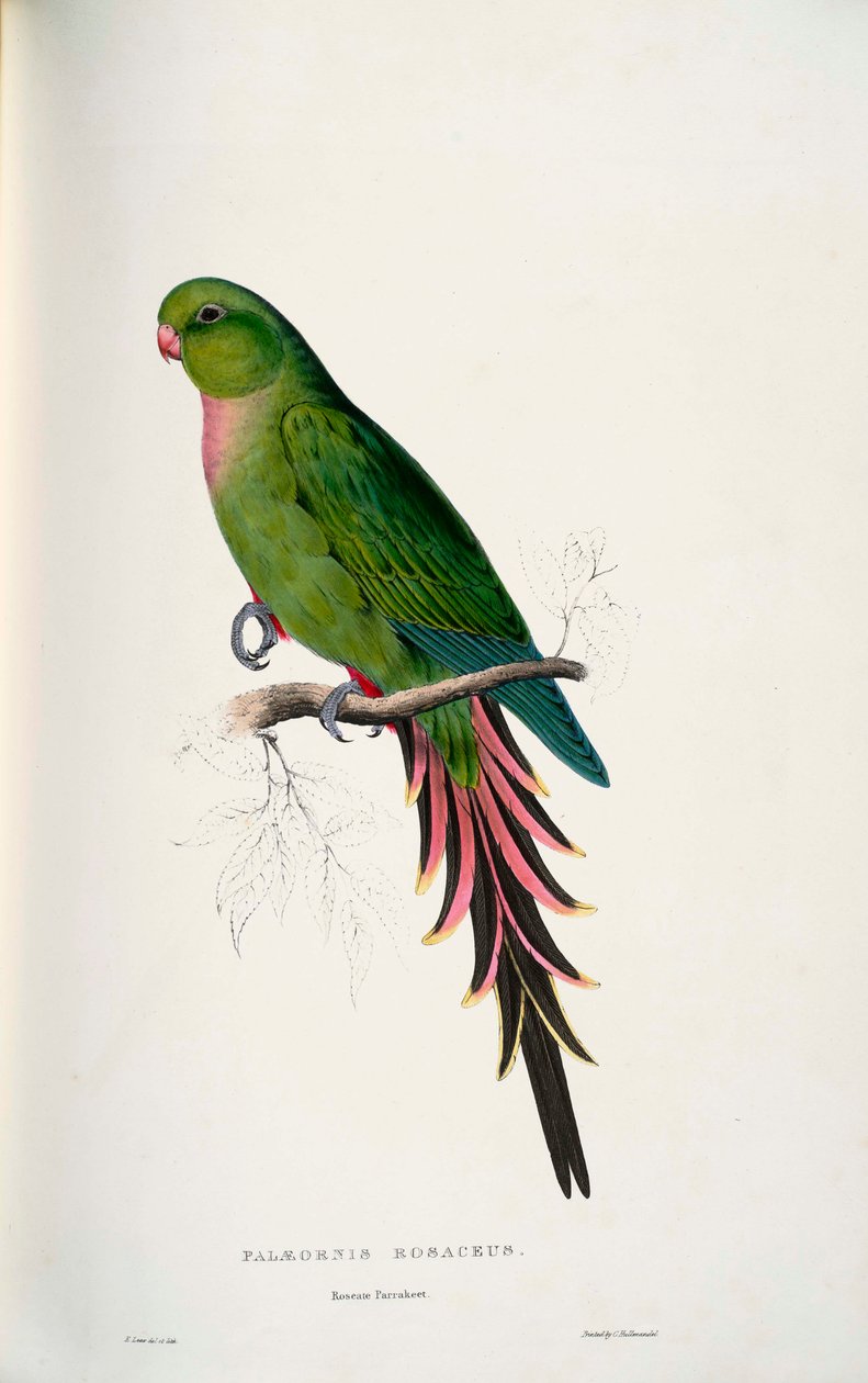 Luxus Alexandra alkotó: Edward Lear