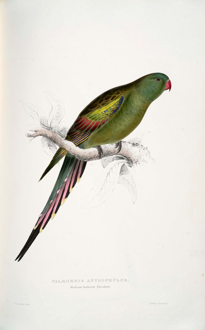 Luxus virágágyás alkotó: Edward Lear