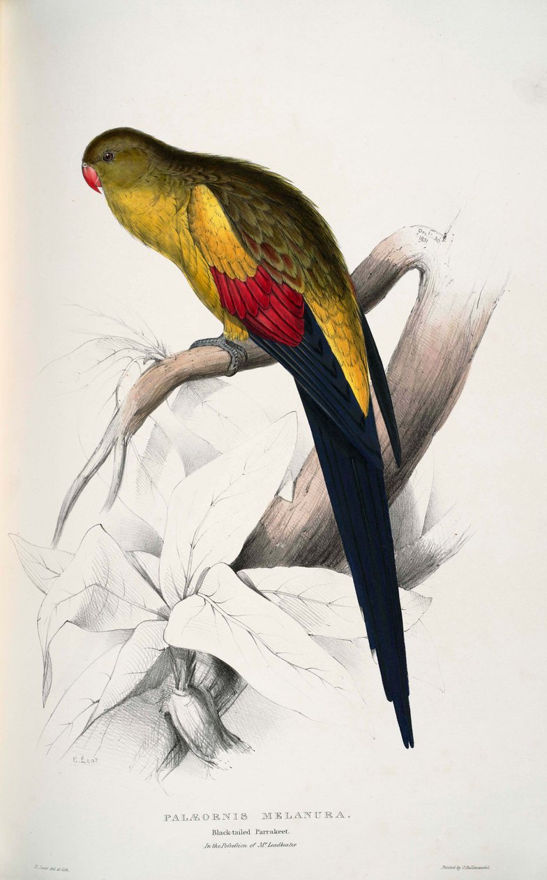 Luxus virágágyás alkotó: Edward Lear