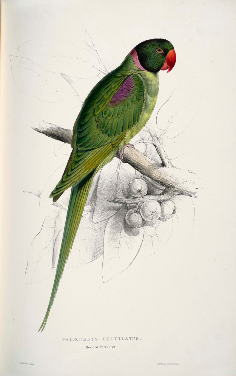 Psittacula eupatria alkotó: Edward Lear