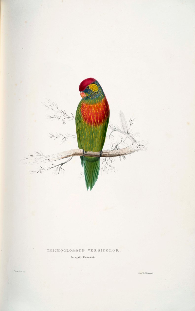 Psitteuteles versicolor alkotó: Edward Lear