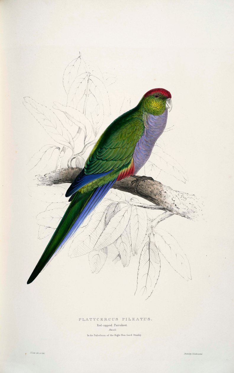Purpureicephalus spurius alkotó: Edward Lear