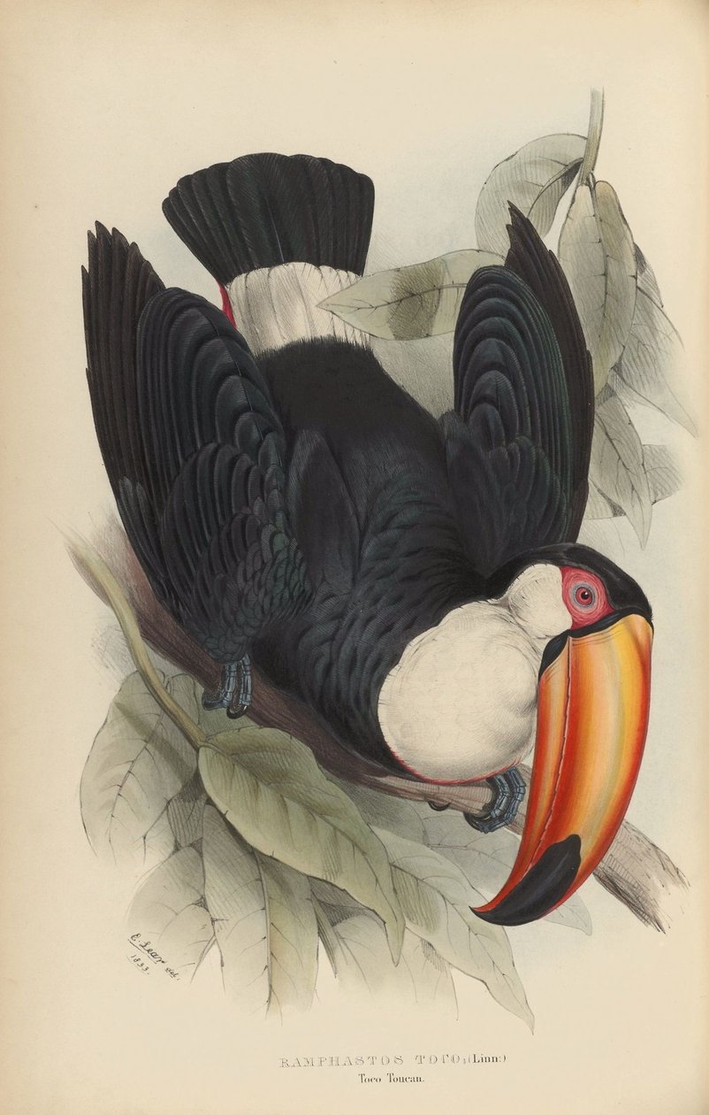Ramphastos toco alkotó: Edward Lear