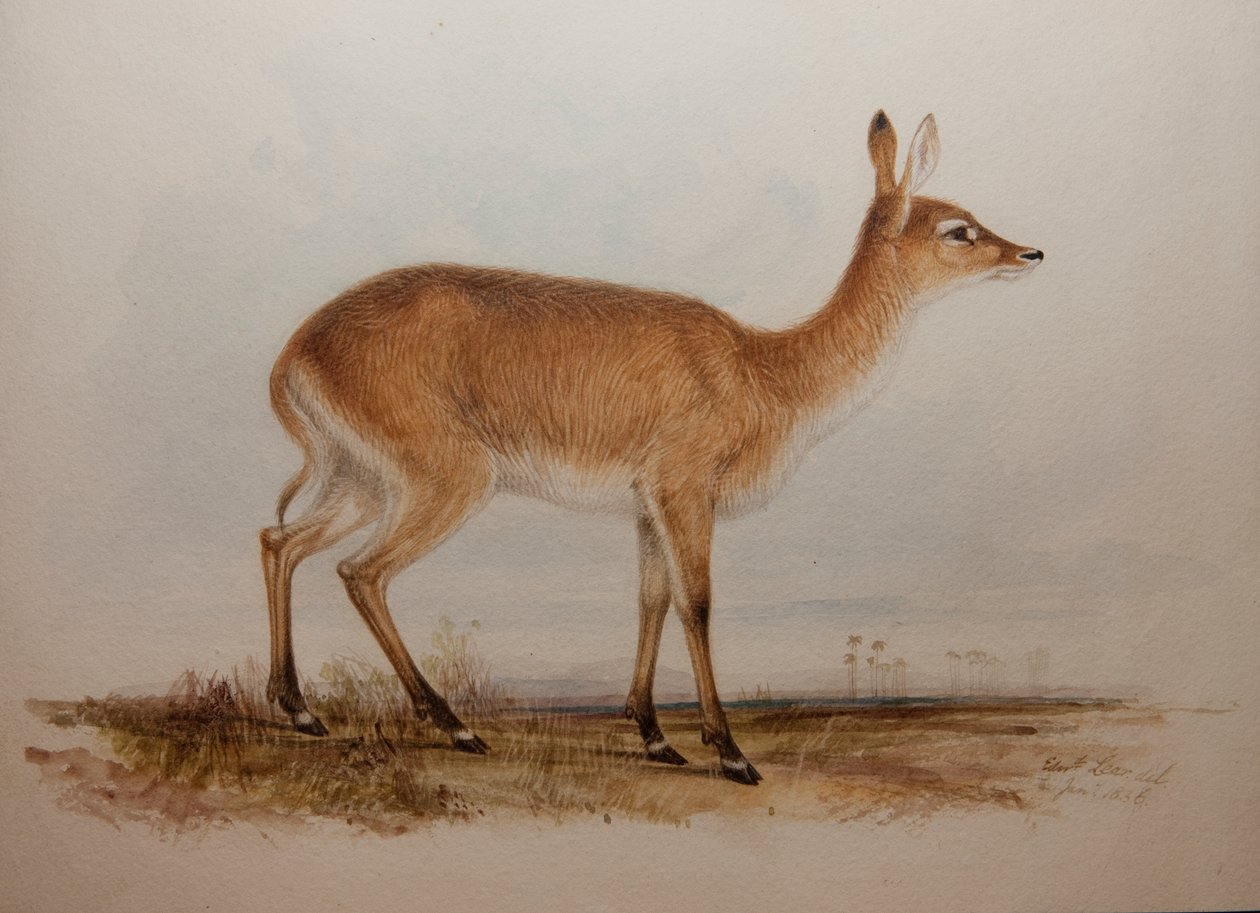 Red Lechwe, 1836 alkotó: Edward Lear