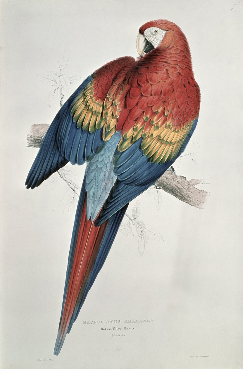 Vörös és sárga ara alkotó: Edward Lear
