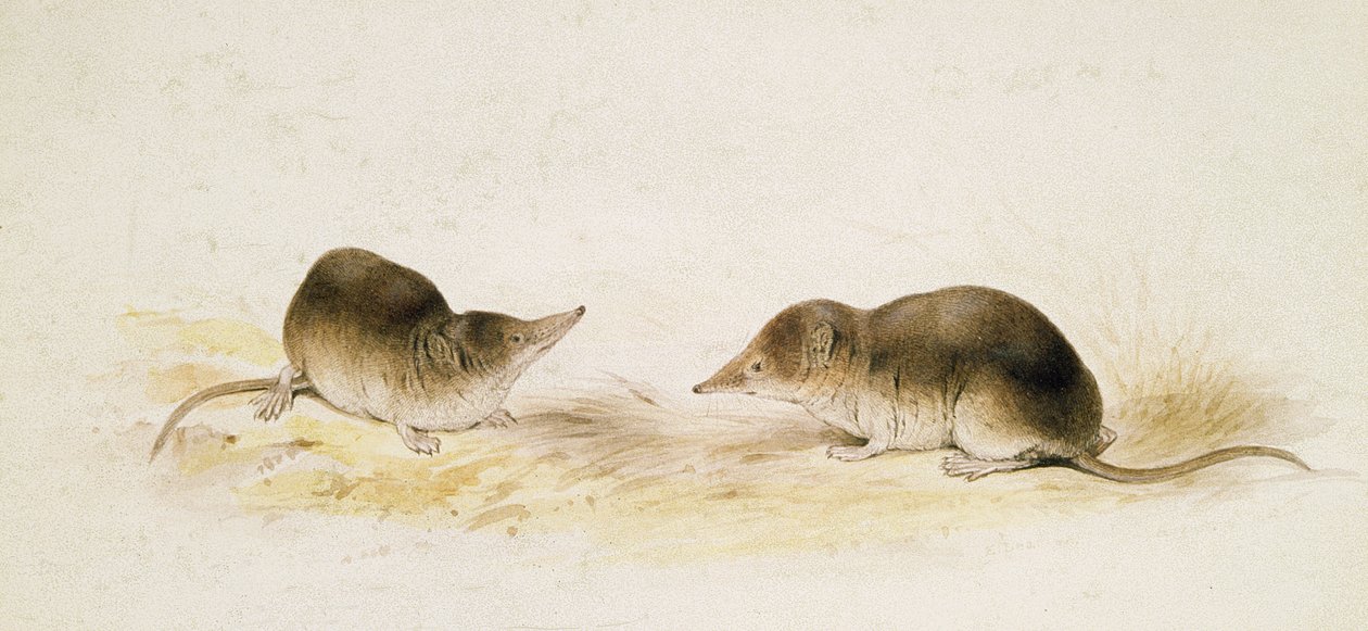 Férfiak alkotó: Edward Lear
