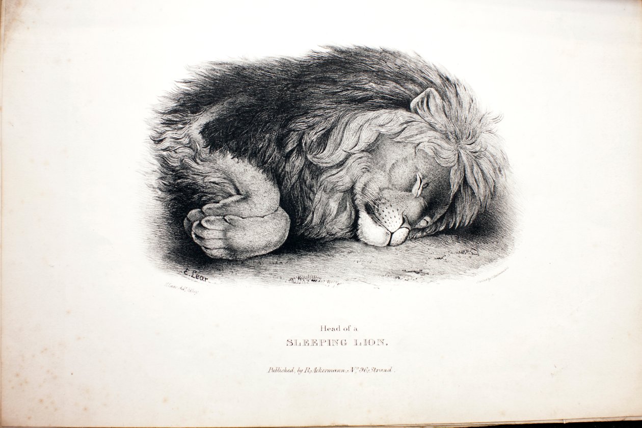 Vázlatok állatokról az Állatkertben alkotó: Edward Lear