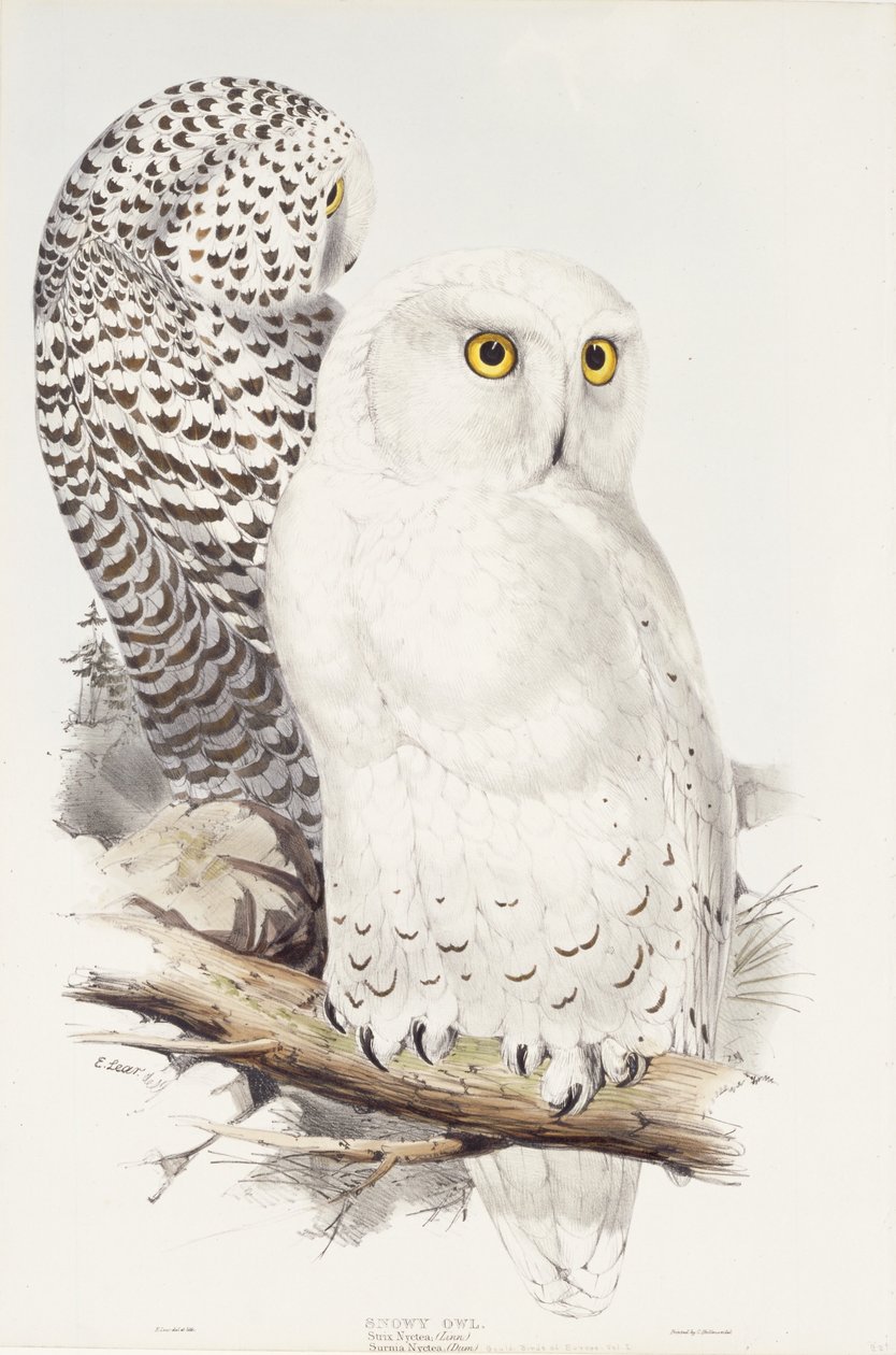 Hóbagoly. Strix Nyctea; (Város); Surnia Nyctea, 1832-1837 alkotó: Edward Lear