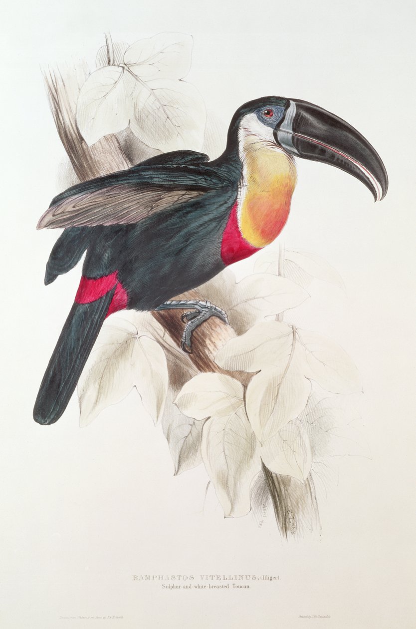 Kénes és fehér mellű tukán, 19. század (színes litográfia) alkotó: Edward Lear