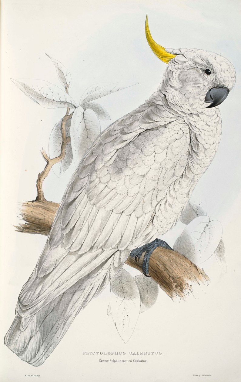 Kénes tarajos kakadu alkotó: Edward Lear