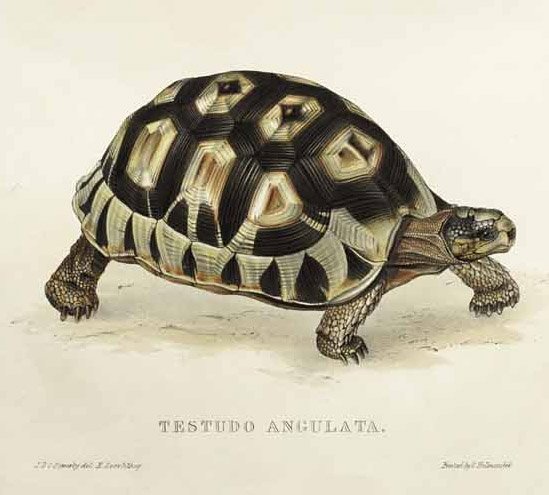 Teknős alkotó: Edward Lear
