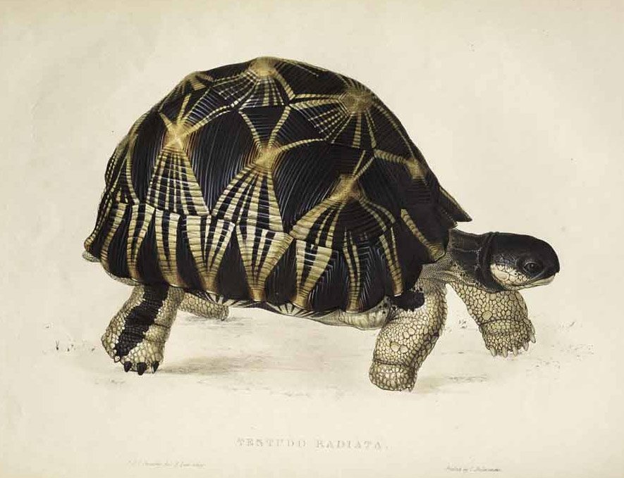Testudo radiata alkotó: Edward Lear