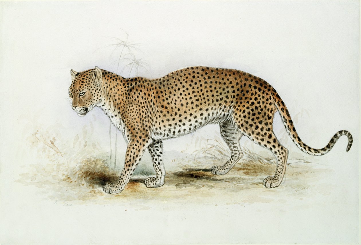 A Leopárd alkotó: Edward Lear