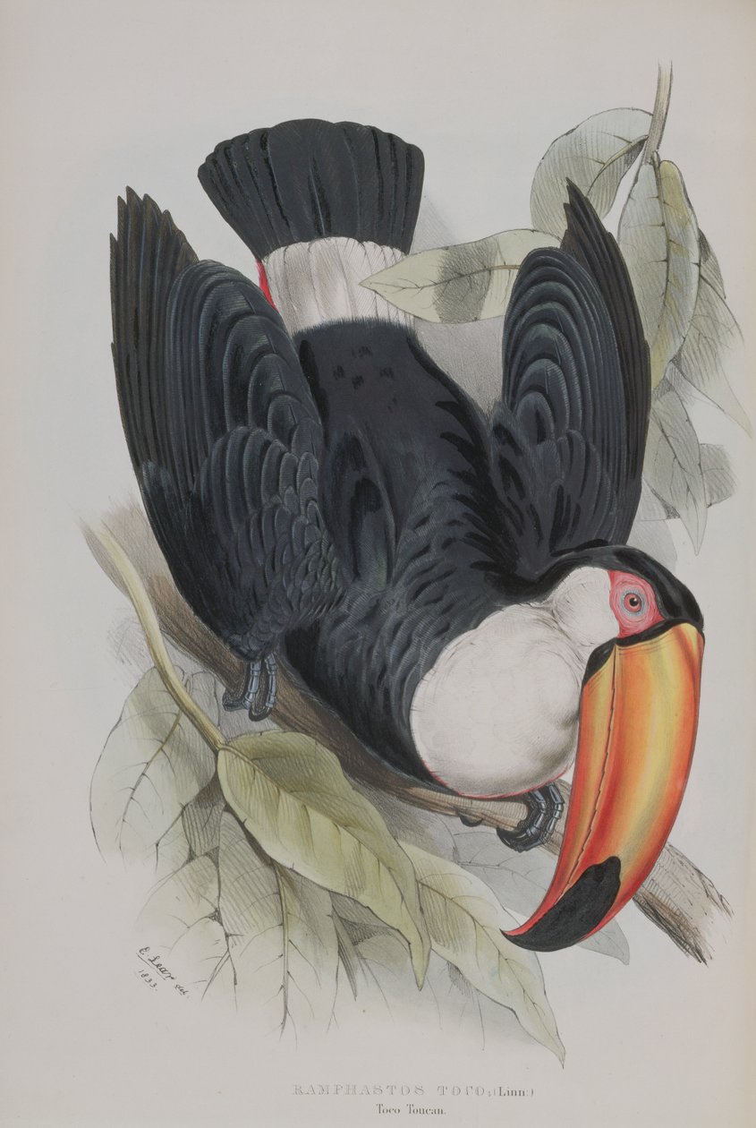 Toco Toucan, John Gould (1804-81) 1833-35 között megjelent „A Ramphastidae vagy a tukánok családjának monográfiájából” alkotó: Edward Lear