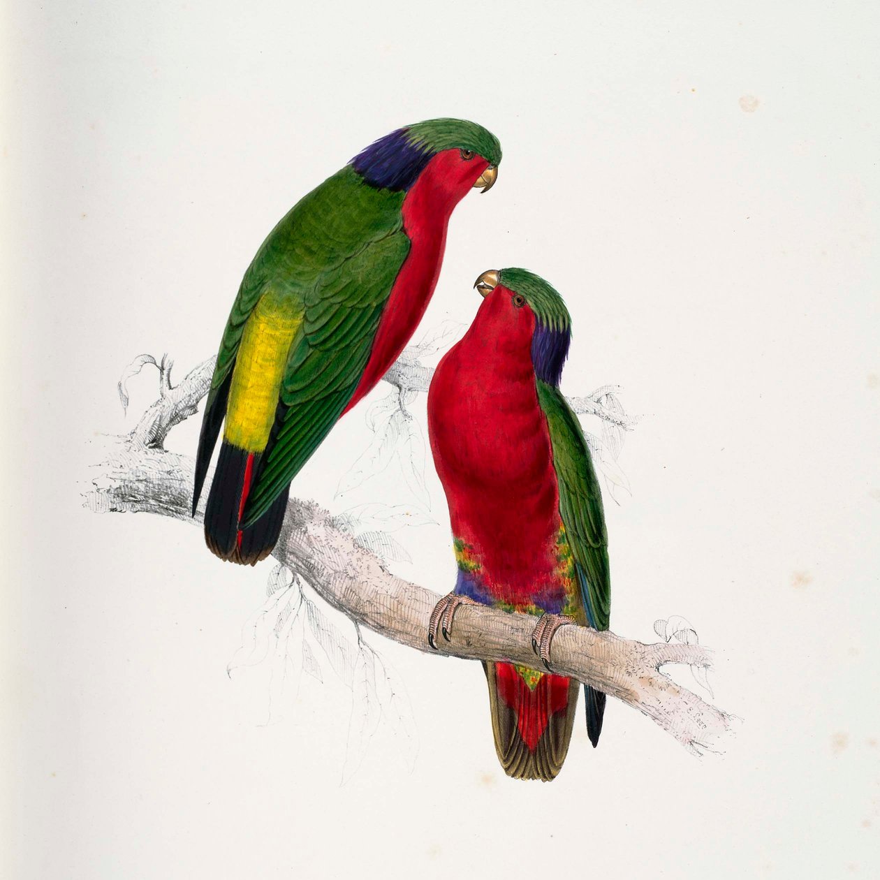 Vini kuhlii alkotó: Edward Lear