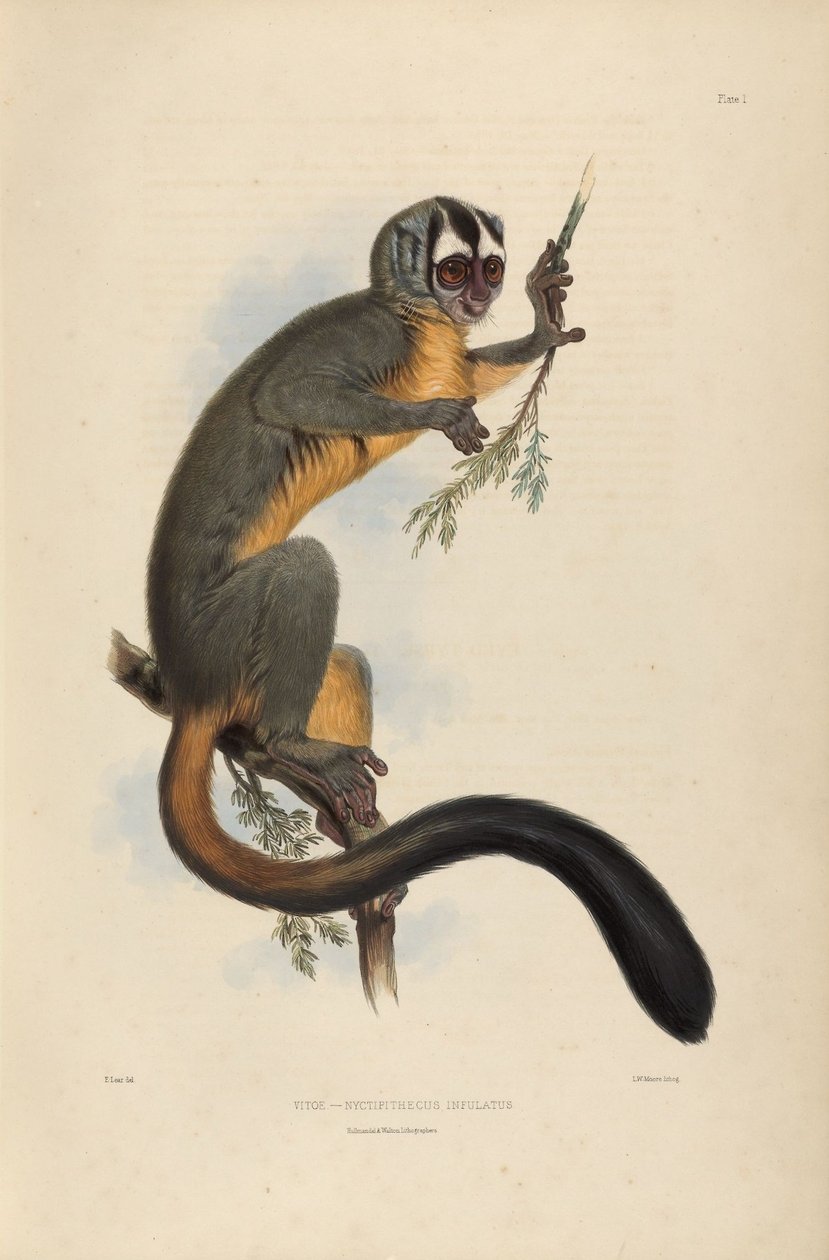 Vitoe Nyctipithecus Infulatus alkotó: Edward Lear