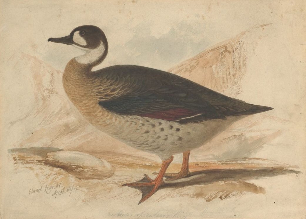 bronzszárnyú kacsa alkotó: Edward Lear