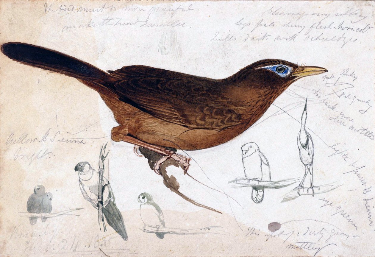 barna madár alkotó: Edward Lear