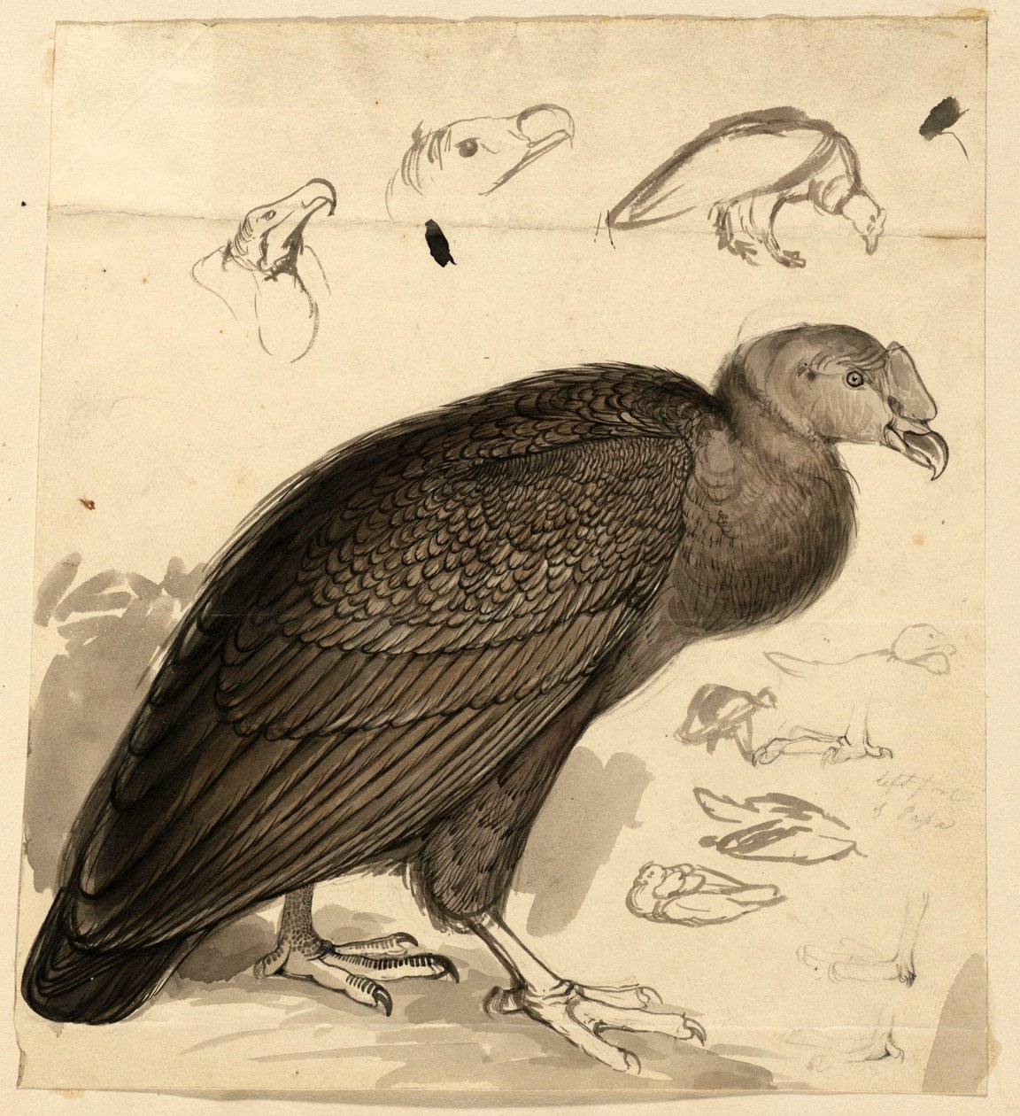 kondorkeselyű alkotó: Edward Lear