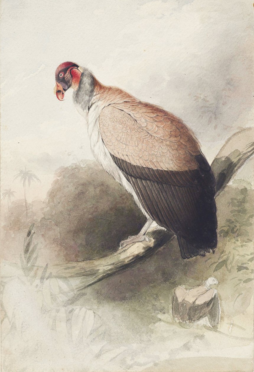 kondorkeselyű alkotó: Edward Lear