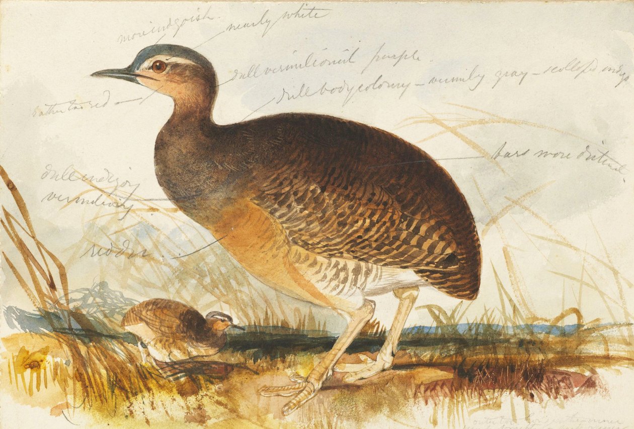mocsarak alkotó: Edward Lear