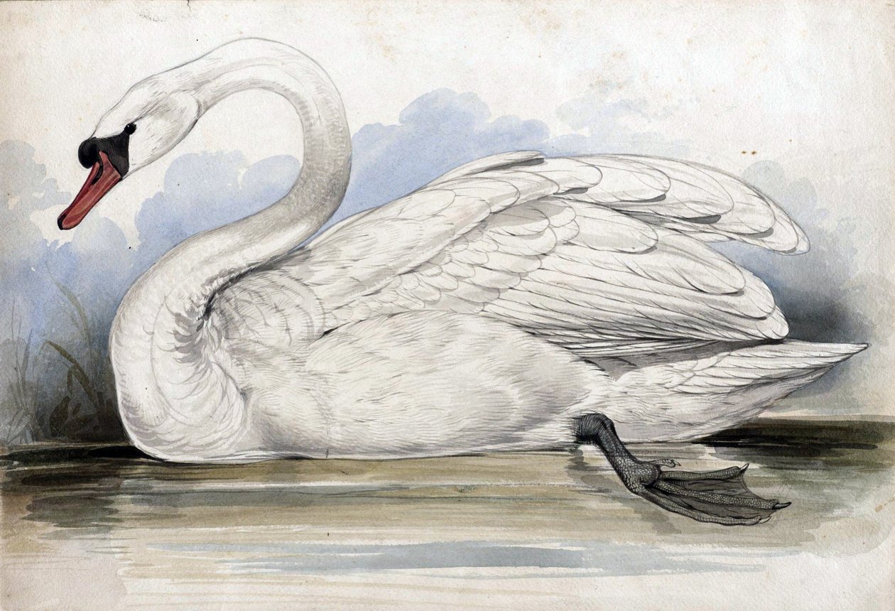 hattyú alkotó: Edward Lear