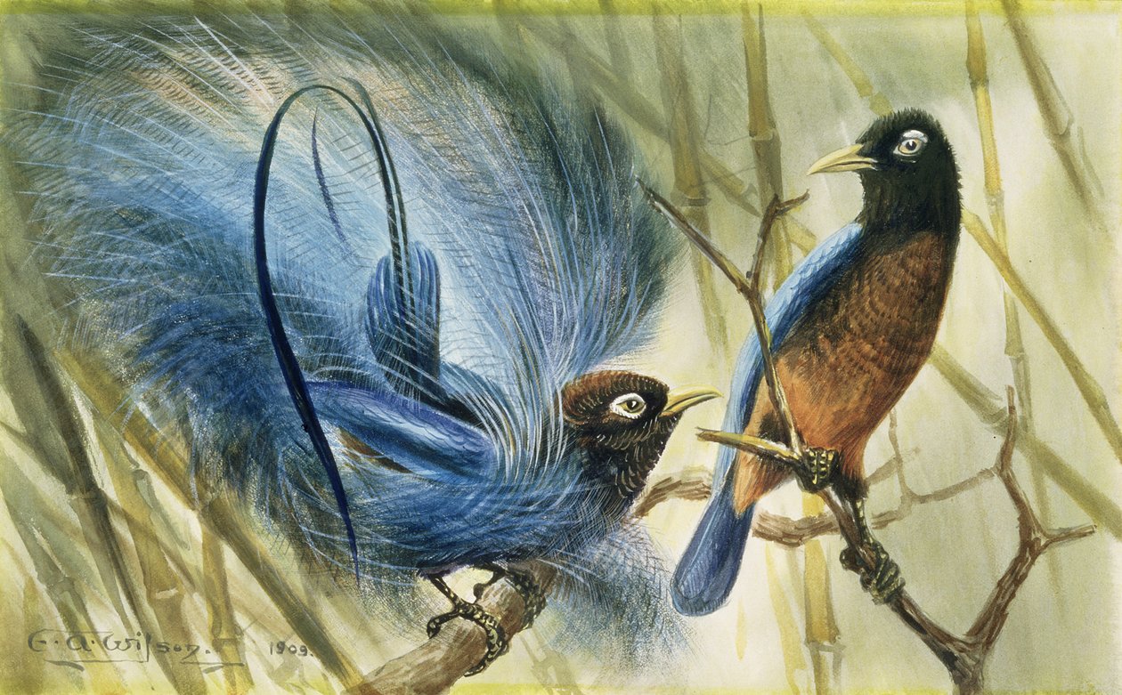 Kék paradicsommadár, 1909 (wc papíron) alkotó: Edward Adrian Wilson