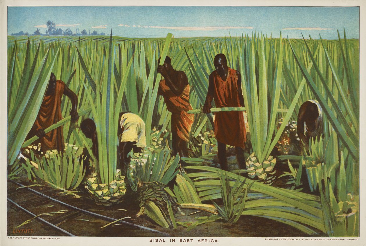 Szizál Kelet-Afrikában, az Empire Trade is Growing sorozatból alkotó: Edward Barnard Lintott