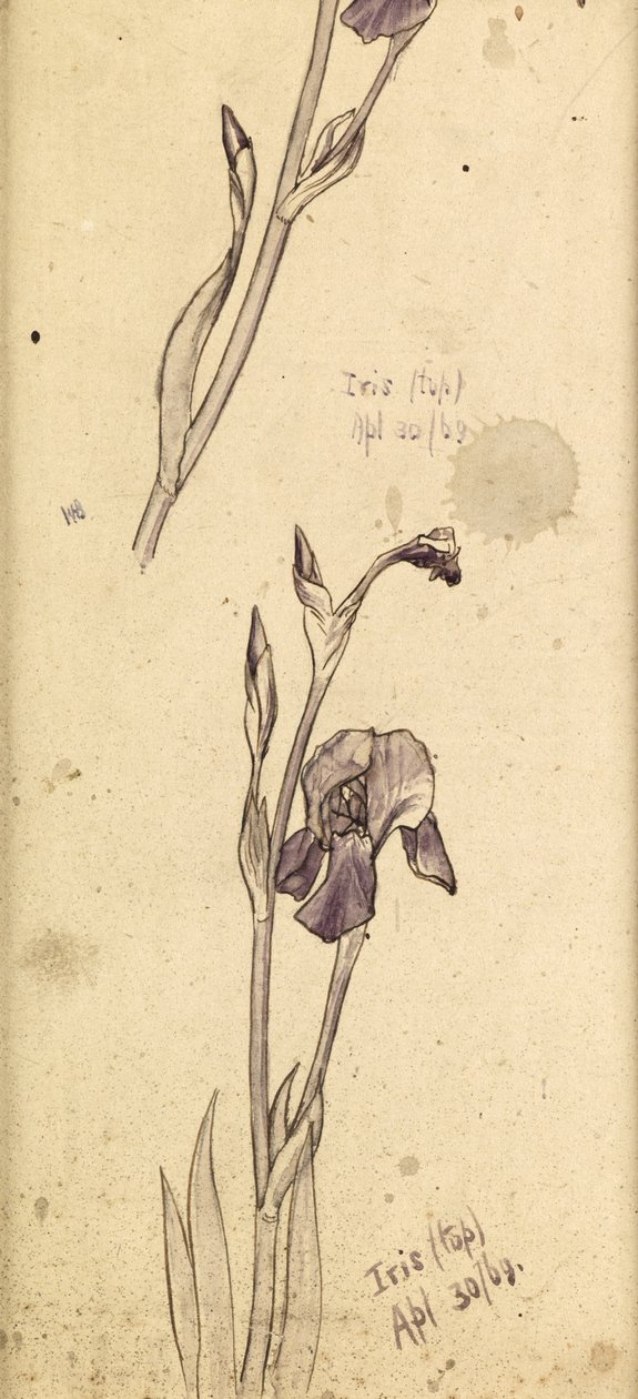 Íriszek, 1869 alkotó: Edward Burne Jones