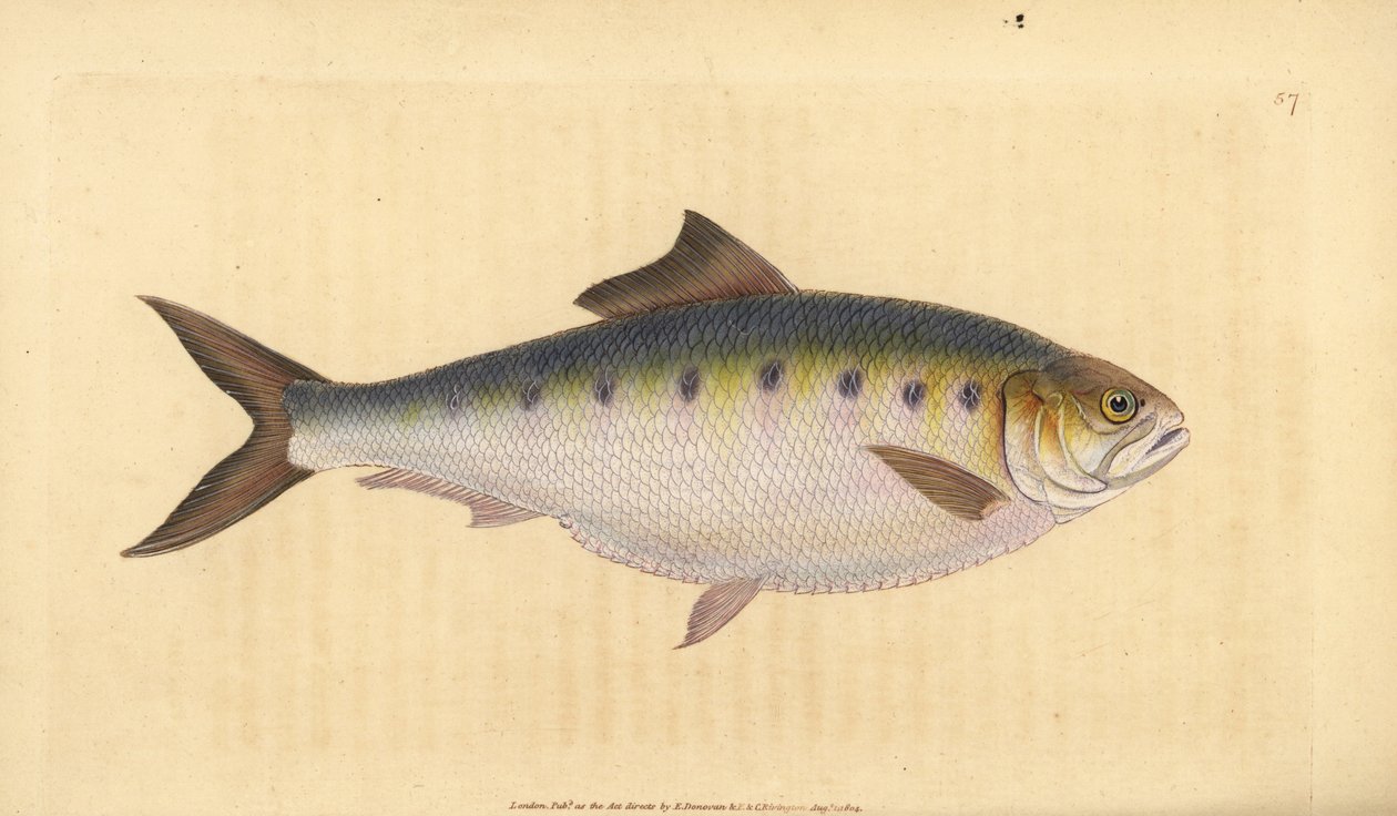 Allis shad, Alosa alosa (Shad, Clupea alosa). Kézzel színezett rézlemez, amelyet Edward Donovan rajzolt és metszett a British Fishes, Donovan and F.C. Natural History of British Fishes című művéből. és J. Rivington, London alkotó: Edward Donovan