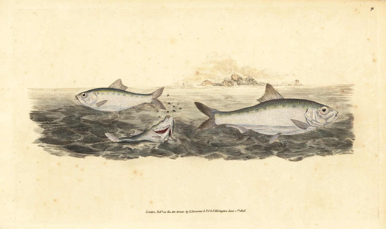 Allis shad, Alosa alosa (Fehér csali, Clupea alosa). Kézzel színezett rézlemez, amelyet Edward Donovan rajzolt és metszett a British Fishes, Donovan and F.C. Natural History of British Fishes című művéből. és J. Rivington, London alkotó: Edward Donovan
