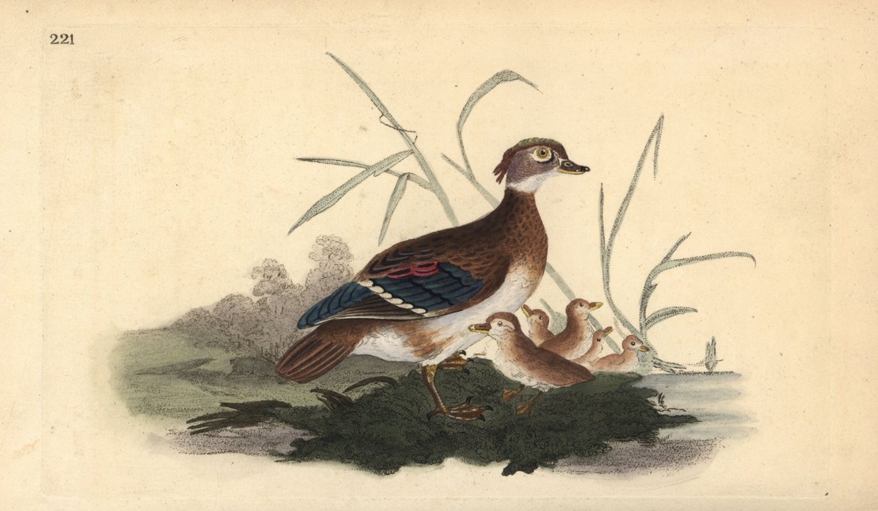 Amerikai erdei kacsa (nőstény és fiatal). Kézi színű rézlemez, amelyet Edward Donovan rajzolt és metszett a saját Londoni „British Birds természettörténetéből” alkotó: Edward Donovan
