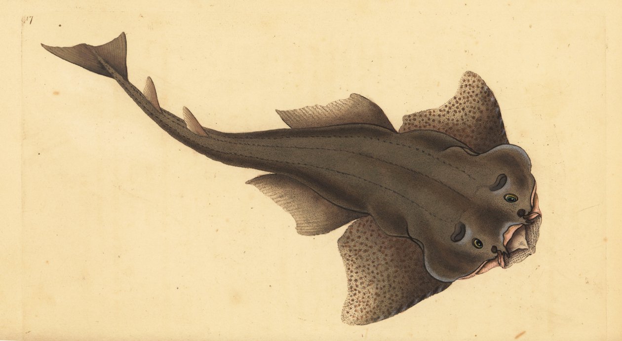 Angelshark, Squatina squatina. Kritikusan veszélyeztetett. (Angyalcápa, Squallus squatinus). Kézi rézmetszet, rajzolta és metszette Edward Donovan a Natural History of British Fishes című művéből, Donovan and F.C. and J. Rivington, London. alkotó: Edward Donovan