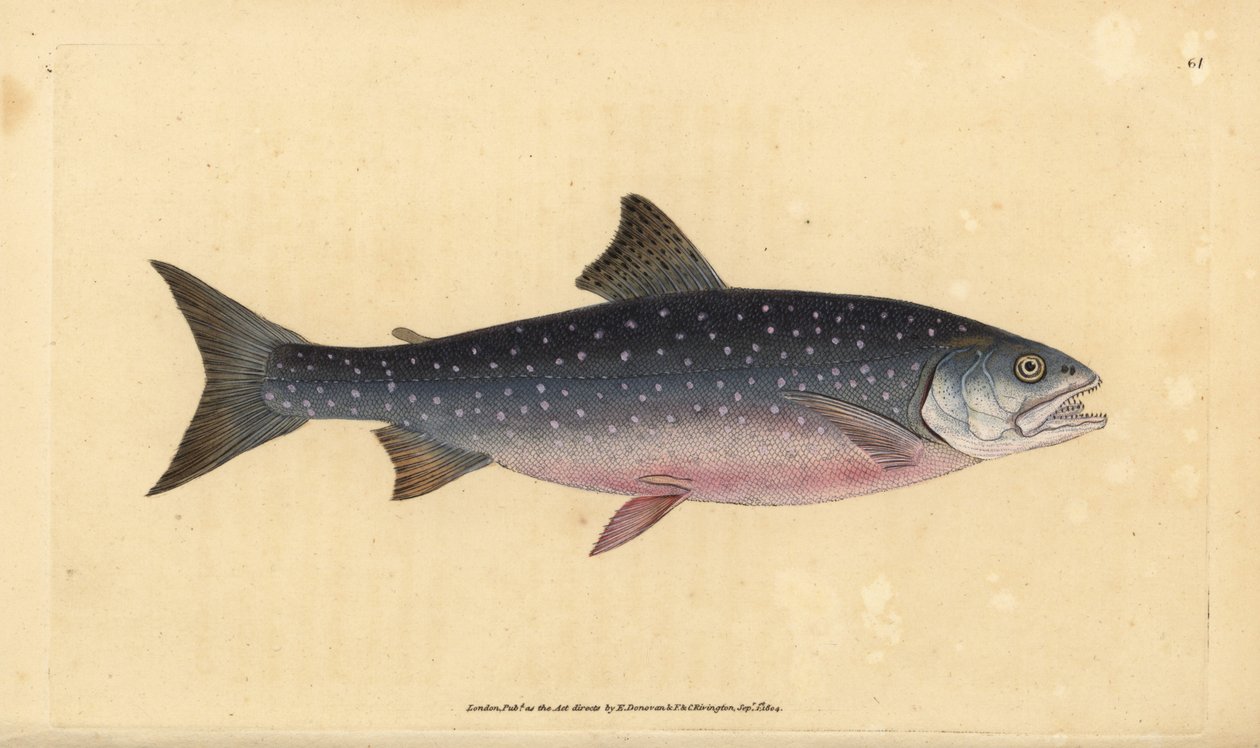 Arctic char, Salvelinus alpinus alpinus (alpesi lazac, Salmo alpinus). Kézzel színezett rézlemez, amelyet Edward Donovan rajzolt és metszett a British Fishes, Donovan and F.C. Natural History of British Fishes című művéből. és J. Rivington, London alkotó: Edward Donovan