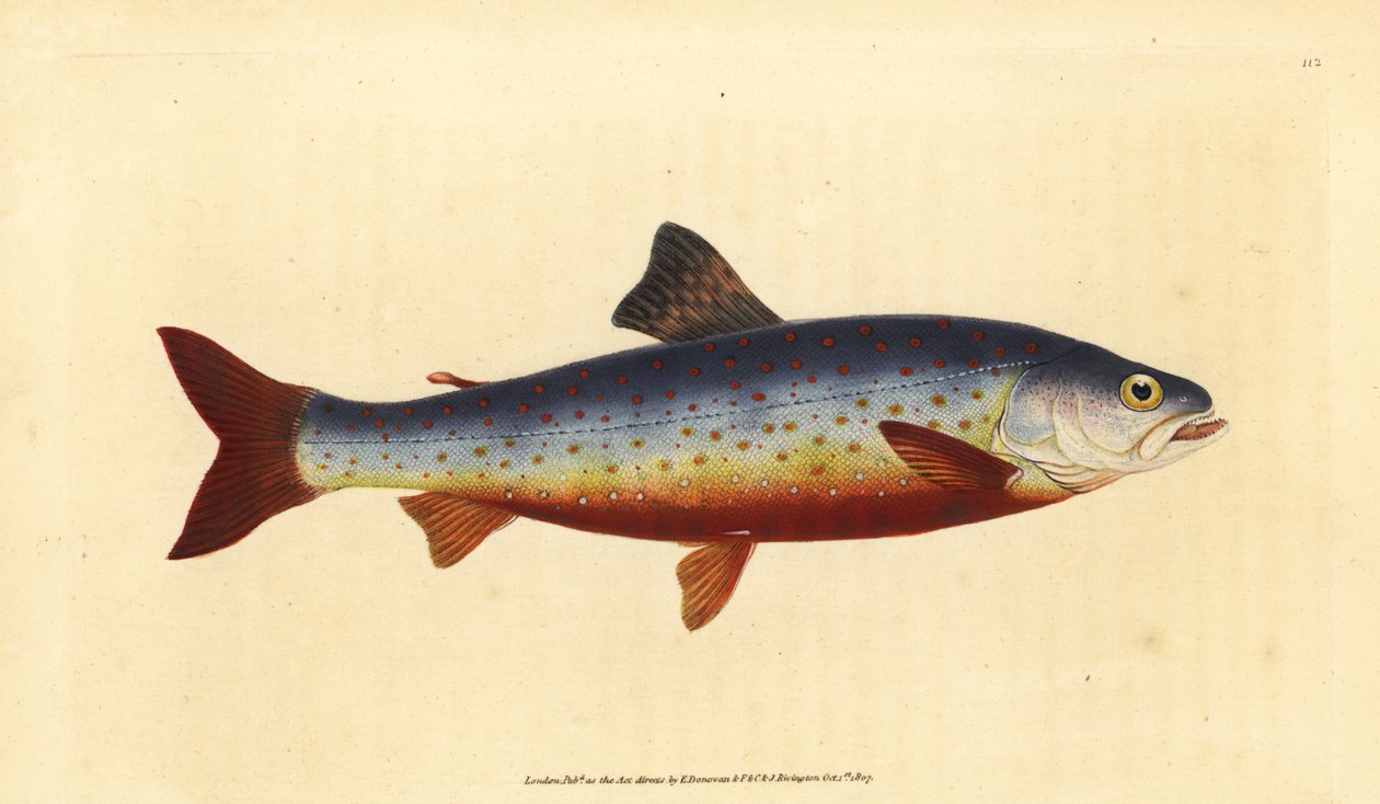 Arctic charr, Salvelinus alpinus alpinus (Salvelian charr, Salmo salvelinus). Kézzel színezett rézlemez, amelyet Edward Donovan rajzolt és metszett a British Fishes, Donovan and F.C. Natural History of British Fishes című művéből. és J. Rivington, London alkotó: Edward Donovan