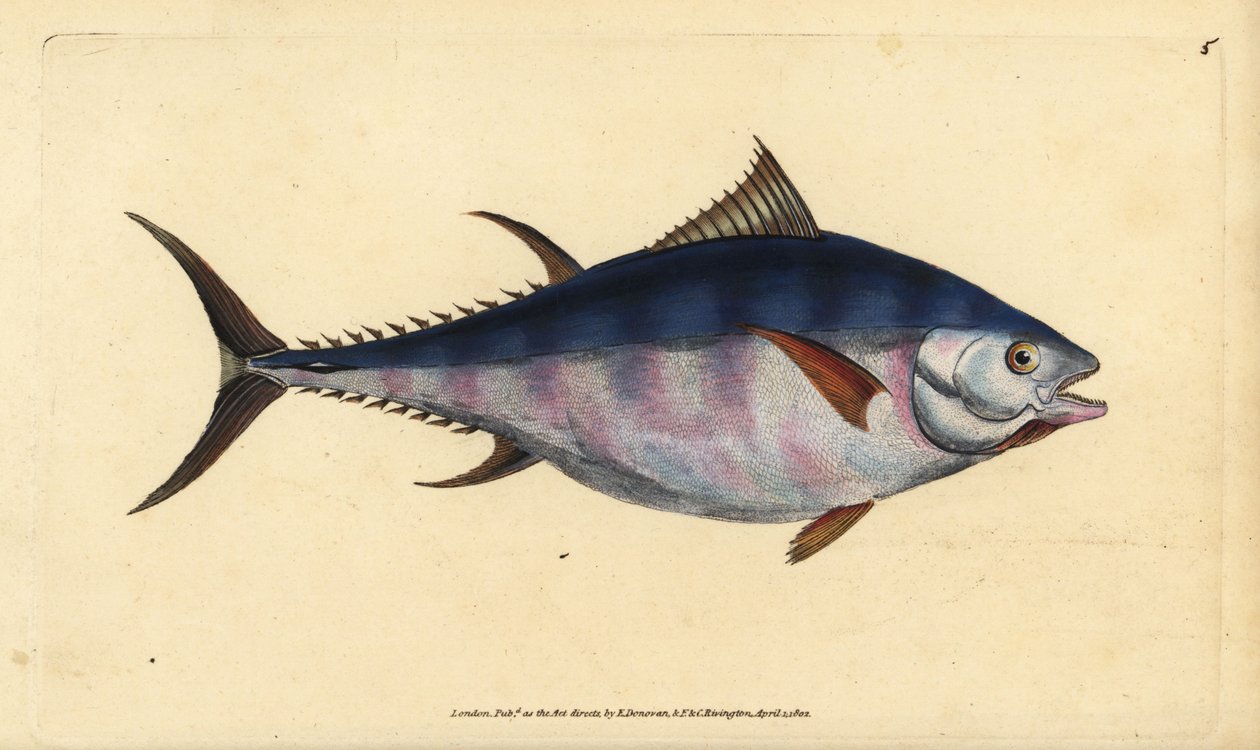 Atlanti kékúszójú tonhal, Thunnus thynnus (veszélyeztetett). Tunny, Scomber thynnus. Kézzel színezett rézlemez, amelyet Edward Donovan rajzolt és metszett a British Fishes, Donovan and F.C. Natural History of British Fishes című művéből. és J. Rivington, L alkotó: Edward Donovan