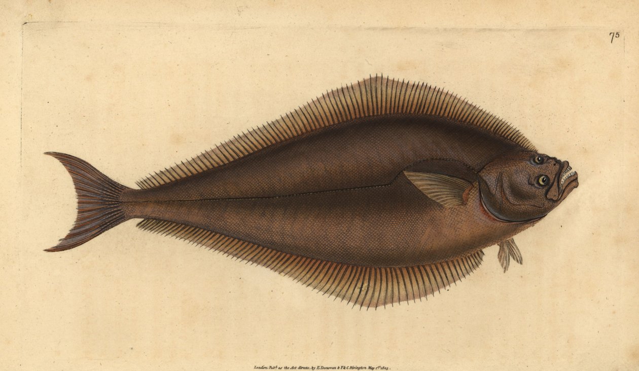 Atlanti laposhal, Hippoglossus hippoglossus. Veszélyeztetett. (Holibut, Pleuronectes hippoglossus). Kézzel színezett rézlemez, amelyet Edward Donovan rajzolt és metszett a British Fishes, Donovan and F.C. Natural History of British Fishes című művéből. és  alkotó: Edward Donovan