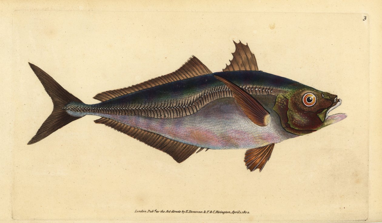 atlanti fattyúmakréla, Trachurus trachurus (Scad, Scomber trachurus). Kézzel színezett rézlemez, amelyet Edward Donovan rajzolt és metszett a British Fishes, Donovan and F.C. Natural History of British Fishes című művéből. és J. Rivington, London alkotó: Edward Donovan