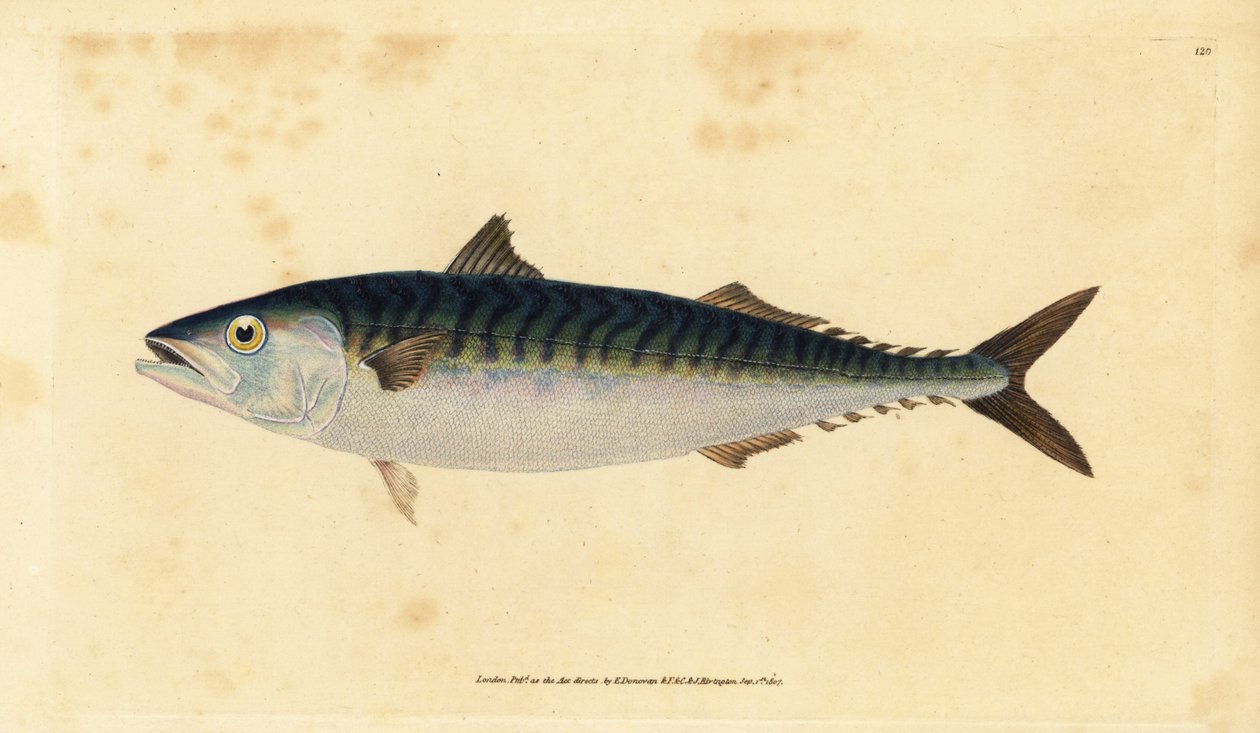 Atlanti makréla, Scomber scombrus (Mackarel, Scomber scombrus). Kézzel színezett rézlemez, amelyet Edward Donovan rajzolt és metszett a British Fishes, Donovan and F.C. Natural History of British Fishes című művéből. és J. Rivington, London alkotó: Edward Donovan