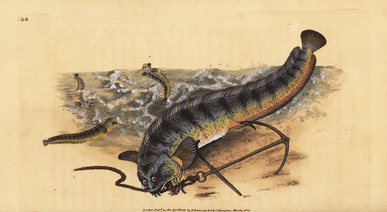 Atlanti tengeri farkas vagy csíkos tengeri farkas, Anarhichas lupus. Kézzel színezett rézlemez, amelyet Edward Donovan rajzolt és metszett a British Fishes, Donovan and F.C. Natural History of British Fishes című művéből. és J. Rivington, London alkotó: Edward Donovan