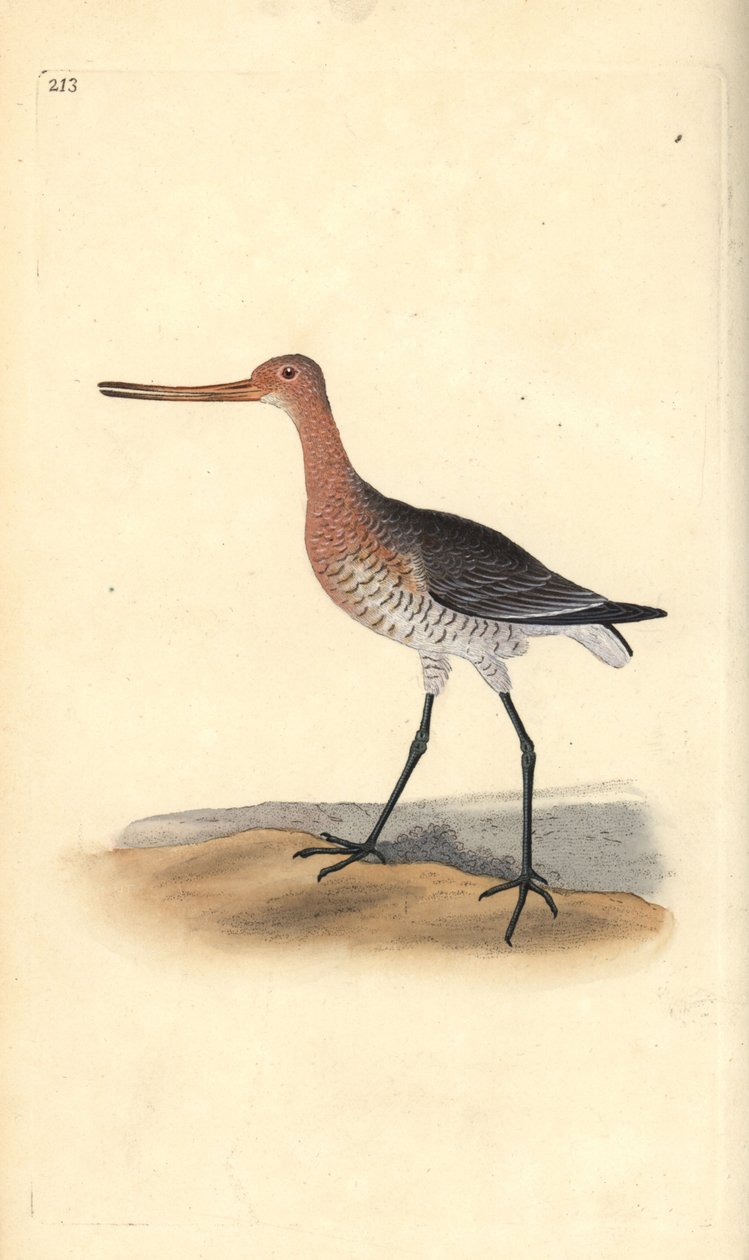 Rúdfarkú keresztes (nőstény), Limosa lapponica. Kézi színű rézlemez, amelyet Edward Donovan rajzolt és metszett a saját Londoni „British Birds természettörténetéből” alkotó: Edward Donovan